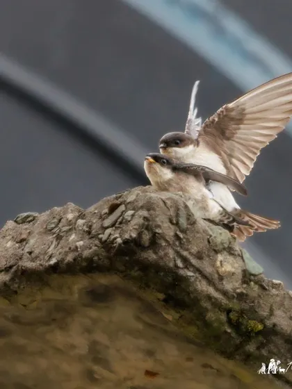 The conclusion of the mating display. Moments like these are fleeting, and being ready with the camera is key.