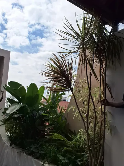 A beautiful indoor planter box with a view to the sky. The composition includes a tall Dracaena, a large-leafed Bird of Paradise, and other tropical plants, creating a mini-jungle indoors.
