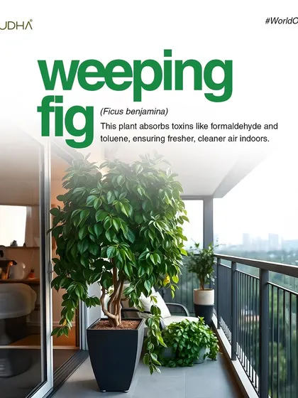 The Weeping Fig is not just beautiful, it's also a hard-working plant. It absorbs toxins like formaldehyde and toluene, ensuring fresher, cleaner air in your home.