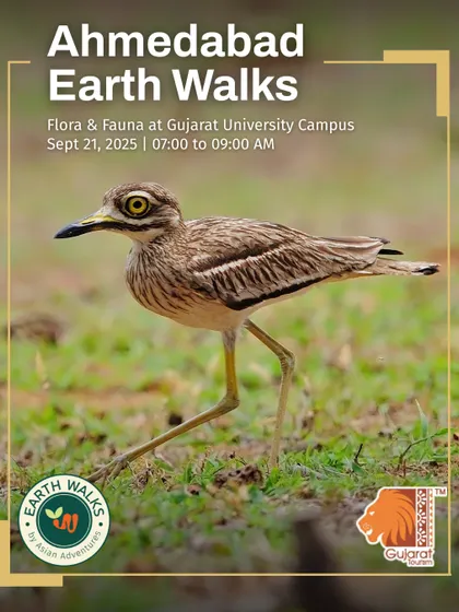 The Indian Stone-curlew, a master of camouflage, featured on our poster for a nature walk at Gujarat University Campus. Our trails focus on spotting such unique ground-dwelling birds and understanding their behavior.