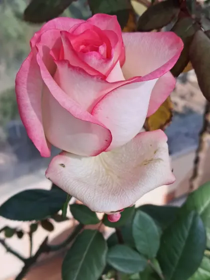 A side view of a beautiful English rose.