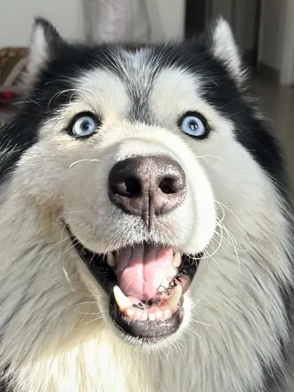 These additional photos showcase the variety of wonderful dogs I have the pleasure of caring for, each with their own unique charm and personality. From playful moments to quiet cuddles, every interaction is special.