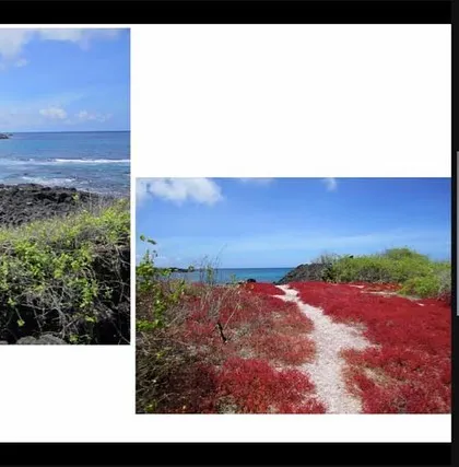 Vivid photographs from the Galápagos Islands, like these showing the unique red vegetation, help transport the children and make their learning more immersive.