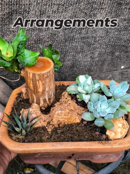 This is one of my custom plant arrangements. I combine different textures like succulents, rocks, and pieces of wood in a single terracotta planter to create a unique living gift.
