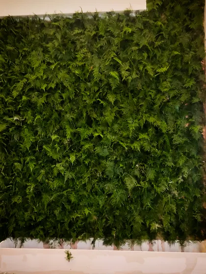 This is a behind-the-scenes look at the construction of a dense fern wall. Each section is carefully arranged to create a seamless, lush texture, ensuring a professional and high-impact result for any event or commercial space.