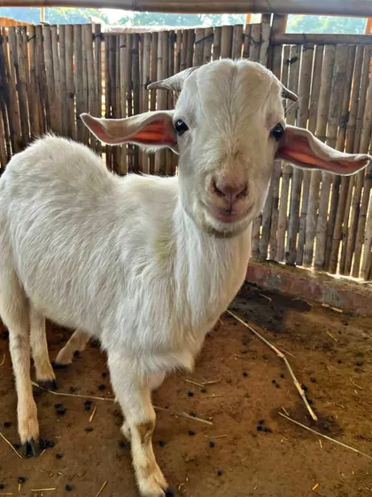 Another one of our gentle white goats posing for a picture in its pen.