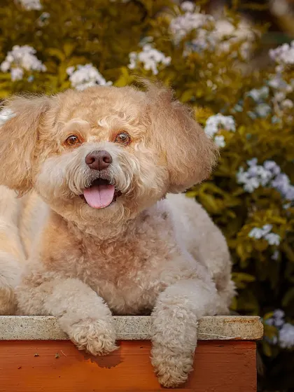 Another charming shot of Jazz, with his fluffy ears and happy expression.