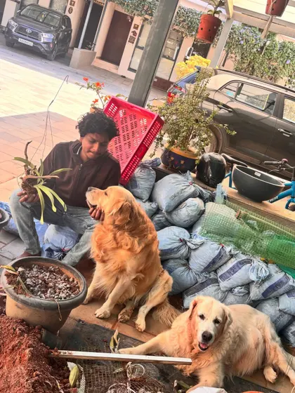 We always have the best helpers on site. Working around these two adorable golden retrievers made this repotting session so much more fun.