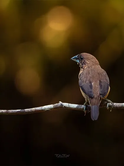 A Black-throated Munia seen from the back, with a beautiful bokeh background that makes the small bird stand out.