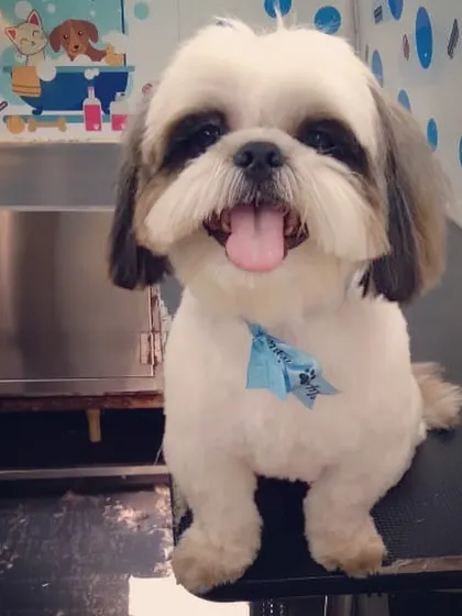 This is the smile I work for! A fresh trim and a pampering session left this sweet Shih Tzu looking picture-perfect and feeling on top of the world.