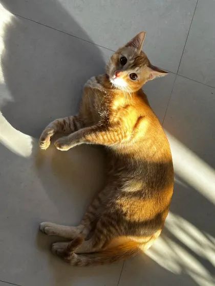 Here are more of the lovely cats I've had the pleasure of sitting. Each one has a unique personality, and I tailor my care to make them feel comfortable, from playful kittens to serene seniors.