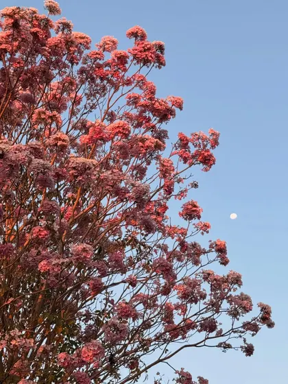 Captions for these will follow the same descriptive and serene tone, focusing on the specific flower, tree, or natural scene depicted and its connection to the ashram experience (e.g., "The Pink Trumpet tree in full bloom, a sign of spring at the ashram," "A lotus flower opens in the morning, just in time for meditation," "The sun's light filtering through the leaves, a reminder of the light within.").