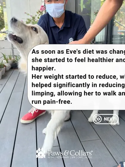 The change was remarkable. Once on her new diet, Eve felt healthier, her weight reduced, and her limping stopped, allowing her to walk and run pain-free.