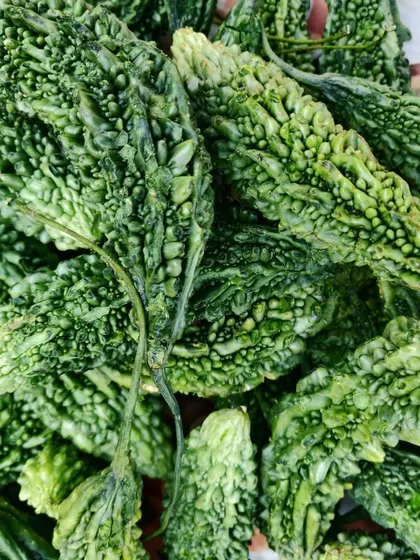 Fresh bitter gourd, or karela. I know not everyone loves it, but my pickle recipe makes it delicious and tangy.
