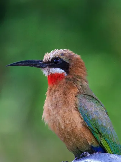 A portrait of the White-fronted Bee-eater, showing its distinctive white forehead and bright red throat patch. These birds are expert aerial hunters of insects.