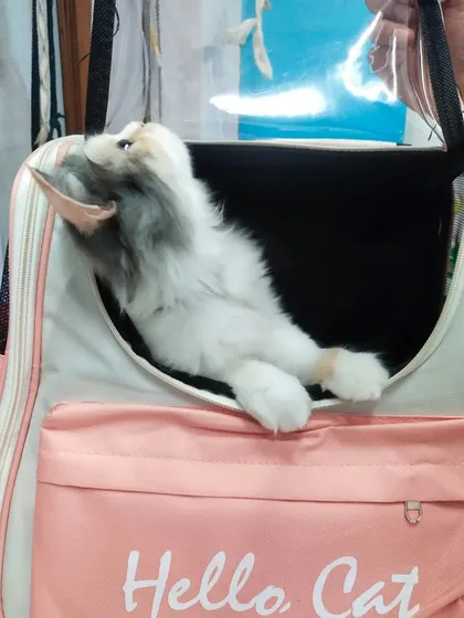 This calico cat, Hazzel, is relaxing in her "Hello Cat" carrier before her appointment. A comfortable carrier makes the journey to the vet much easier.