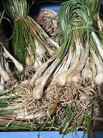 Another shot of the fresh spring onions, tied in bundles. The entire plant, from bulb to green tip, is used in cooking.