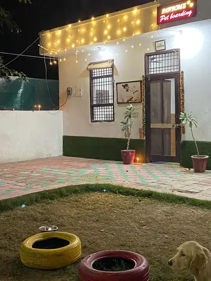 A beautiful, quiet Diwali night at Pawsome. The place is decorated with lights to celebrate the festival of lights.