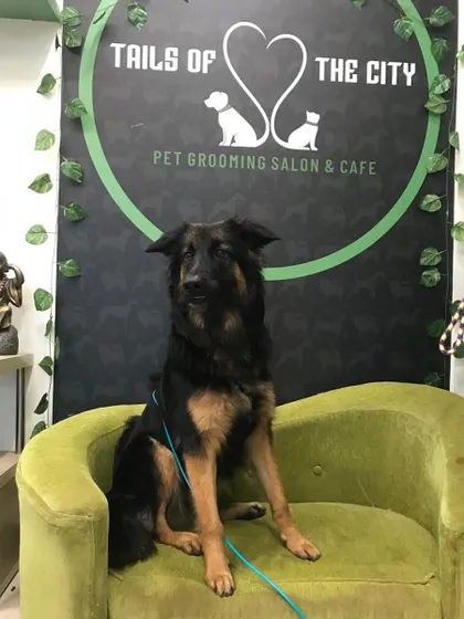 Bella the German Shepherd mix looks so regal after her grooming session. We cater to all breeds, ensuring each one gets the specific care they need.