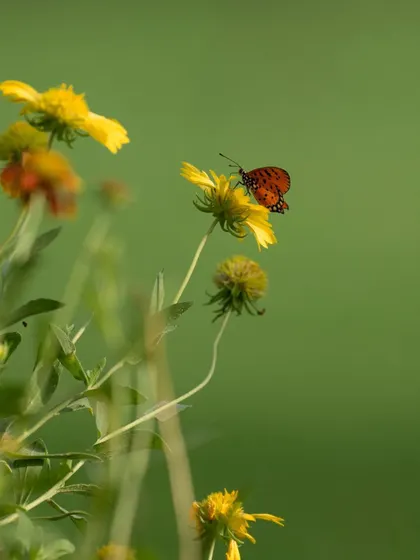 A delicate butterfly on a yellow flower, with a soft, dreamy foreground and background. This image is a quiet poem, celebrating the small, beautiful moments in nature.