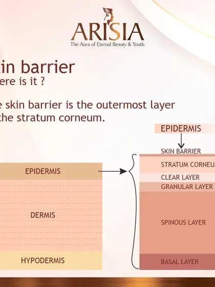 Where is your skin barrier? It's the outermost layer of your skin, the stratum corneum. This diagram shows its position relative to the epidermis and dermis.