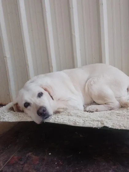 A senior Labrador enjoying a peaceful rest on a raised bed. We provide extra comfortable options for our older guests to support their joints.