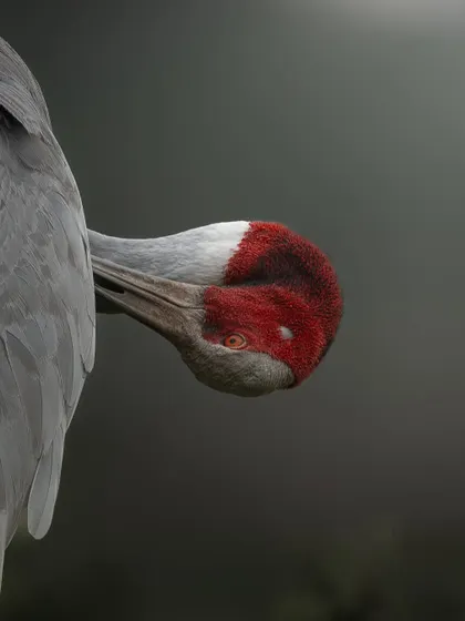 A close-up portrait of a Sarus Crane preening its feathers. The image highlights the striking red head and the intricate texture of its plumage, captured with a 600mm lens to maintain a respectful distance.
