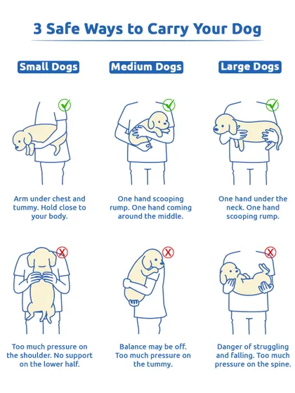 It's important to carry your dog the right way to avoid injury. This guide shows safe ways to lift small, medium, and large dogs, ensuring they always feel secure in your arms.