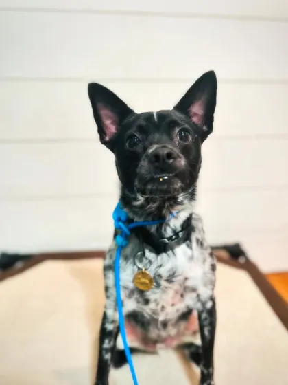 Coco, a recent graduate, is showing off her 'place' command skills. We worked on her possessive behaviors and taught her the basics for a more structured and happy life.