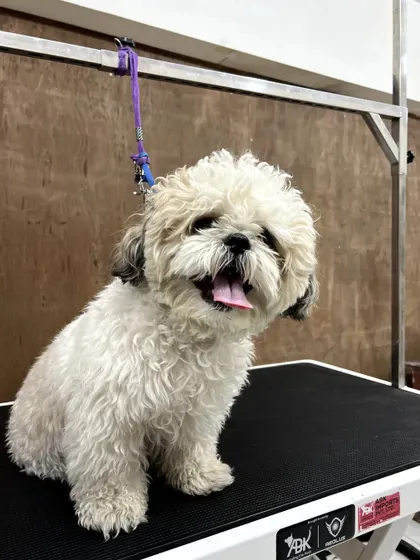 The "before" shot of Chotu. Even with a curly, untamed coat, you can see the sweet personality waiting to shine.