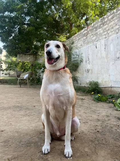 Doodle's owner drives two hours for him to board with us, even for a single day. This trust from our clients is what motivates us to provide the best possible care for every single dog.