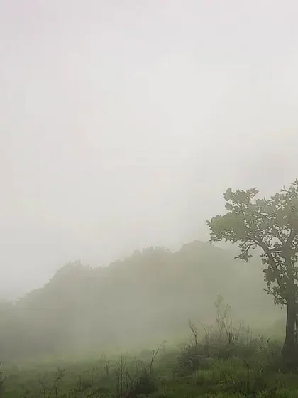A lone tree standing on a foggy hillside in Mudigere. This minimalist and moody landscape shot reflects the introspective side of my journey as a filmmaker.