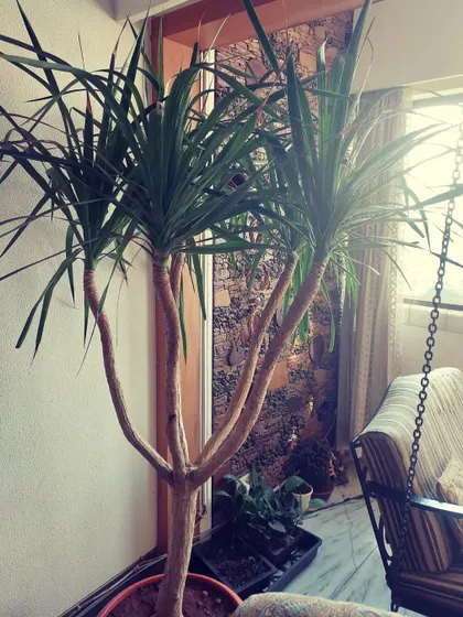 This Dracaena makes a beautiful indoor feature plant. Its multi-stemmed form adds architectural interest to this balcony space.