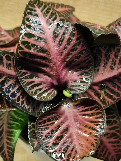 An overhead view showcasing the beautiful, water-speckled leaves of this pink and green foliage plant. The vibrant veining makes it a standout piece.