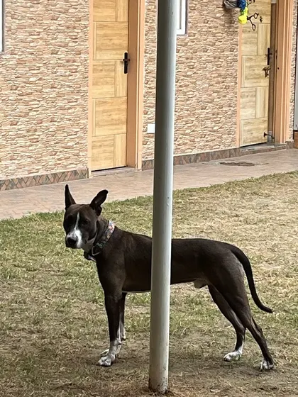 My beautiful world. A handsome dog stands watch in the park, alert and content in his surroundings.
