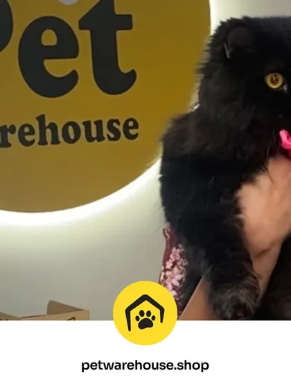 This beautiful black cat, looking regal after a visit, represents the happy pets our customers rave about. Their love truly is the best kind of therapy.