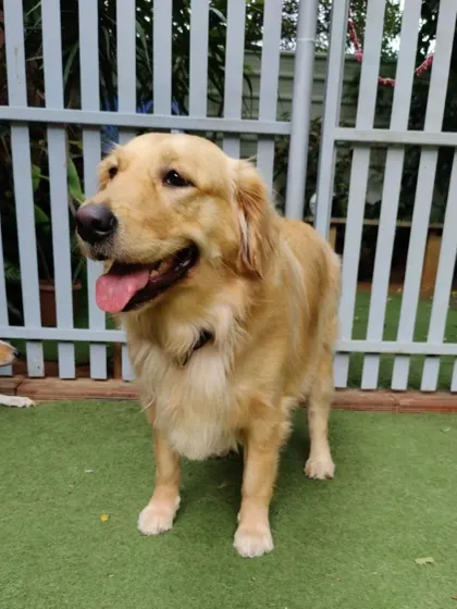 A beautiful Golden Retriever posing for the camera. This happy guest had a wonderful time on his pawcation while his family was away.
