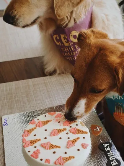 Bailey getting a first lick of this ice cream-themed cake. The fun design is perfect for a summer birthday party, and the peanut butter flavor is a guaranteed hit.