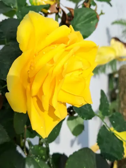 A yellow rose with water droplets.
