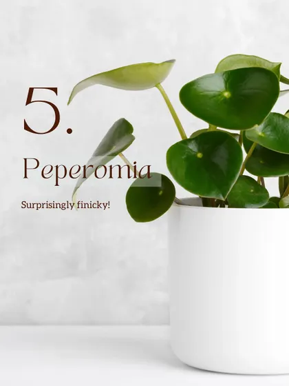 Plant #5 on the finicky list is the Peperomia. While surprisingly tricky as a regular houseplant in Delhi due to hard water and temperature swings, they are a fantastic choice for terrariums where their environment is stable and protected.