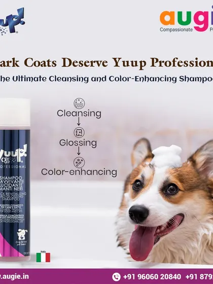 Dark coats deserve special care. We use Yuup! Professional, the ultimate cleansing and color-enhancing shampoo, to bring out the natural vibrancy and gloss of dark-colored fur on both dogs and cats.