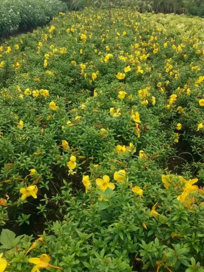 A field of yellow Allamanda, or Golden Trumpet, a flowering shrub that produces a profusion of sunny yellow blooms.