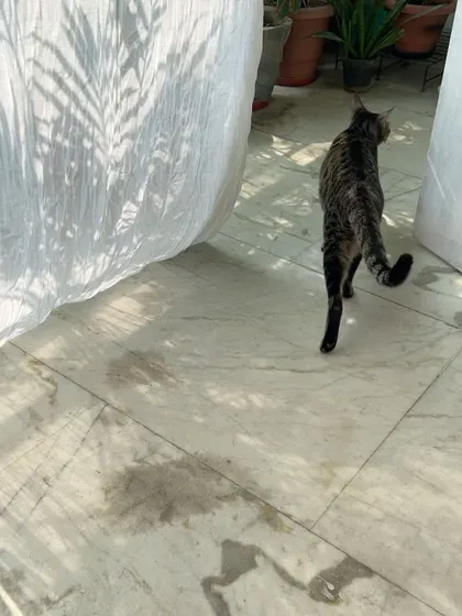 Shin Chan on a stroll across the sunlit floor. He's a very chill cat who adapted to the crèche instantly.
