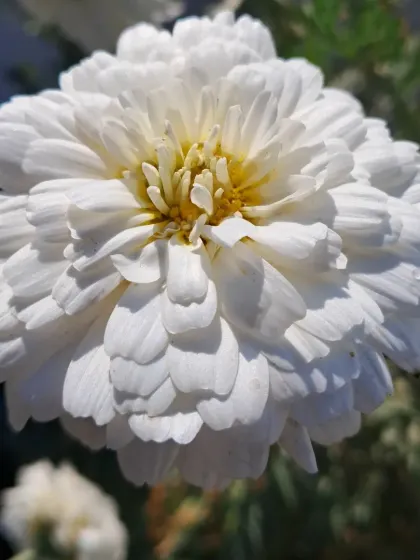 A fully bloomed white winter flower.