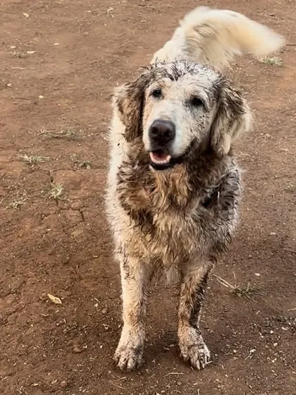 This is Vanilla after a session at a scent detection course. Training isn't just about commands; it's about unlocking your dog's natural abilities and strengthening your bond as a team.