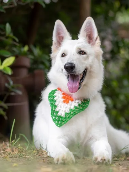 This stunning white Swiss Shepherd, a therapy dog, is wearing a tricolor bandana for a special outdoor shoot. I am honored to photograph working dogs and capture their noble spirit.