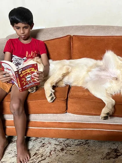 This is why I do what I do. Pepper, a graduate of my Board & Train program, relaxing peacefully with her young human. The family's goal was a calm companion who could be gentle with their child. My training programs are always personalized to your family's lifestyle, helping you raise the dog you've always dreamed of.