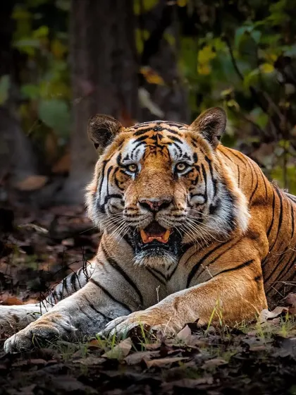 This is T46, a dominant male from Kanha National Park. The goal of this portrait was to convey his sheer power and presence, showcasing the robust health of the tiger population in one of India's premier reserves.