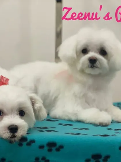 A sweet pair of Maltese dogs, one adult and one puppy, relaxing together after their grooming. I offer services for dogs of all ages.