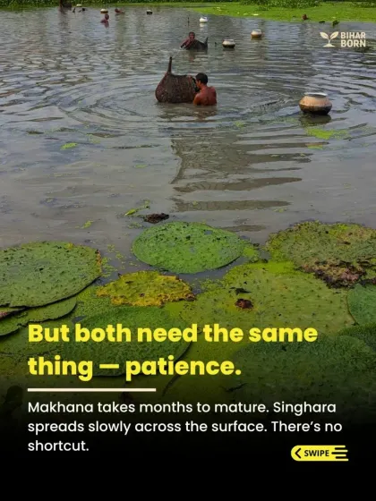 The process of growing and harvesting makhana requires immense patience. It takes months to mature, and there are no shortcuts, only the wisdom of experience.